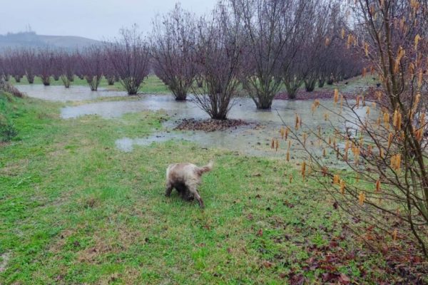 nizza noccioleto allagato