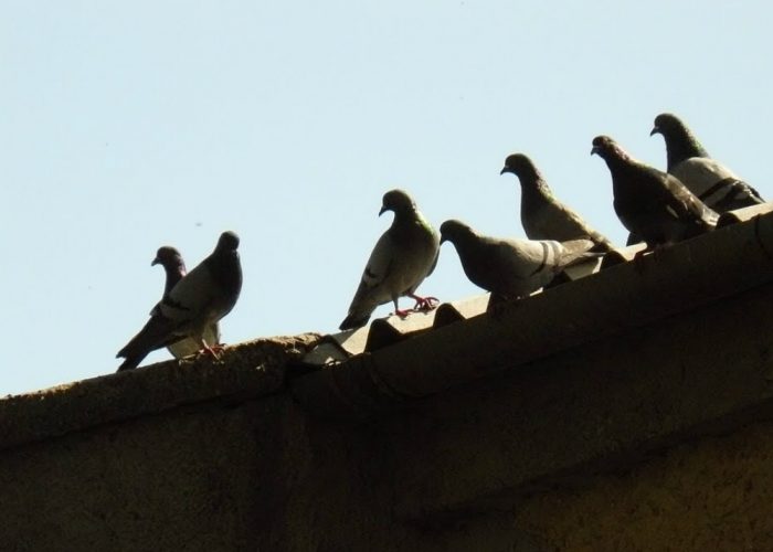 Nizza, troppi piccioninel centro storico cittadino