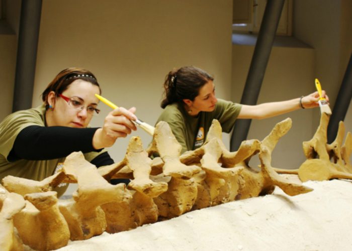 Nuova specie? Cresce la curiosità scientifica sulla Balenottera di Vigliano