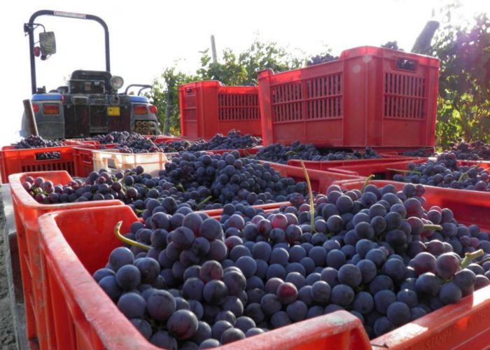 Nuove normative nel trasporto dei prodotti vitivinicoli, il Piemonte non ci sta