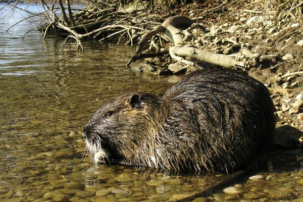 nutria-castorino