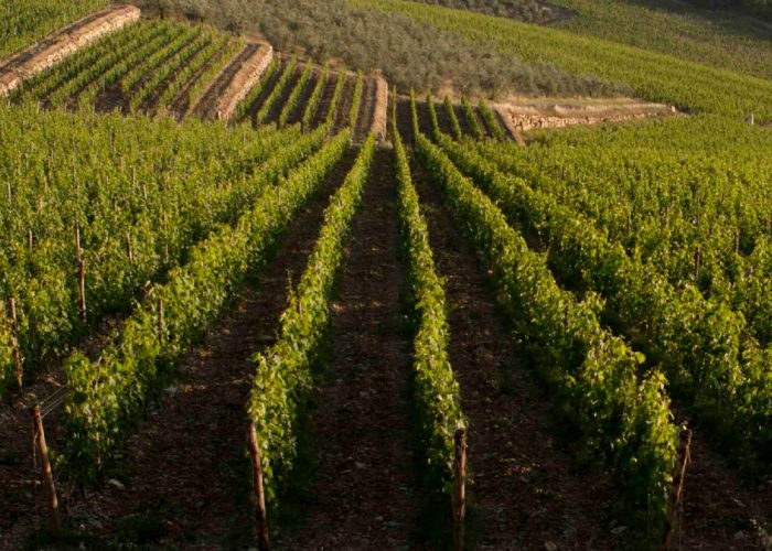 Parole di Vino - La gogna mediatica per chi non è "bio"