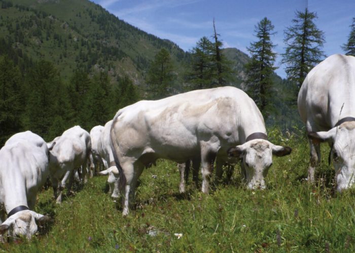pascolo_razza_piemontese