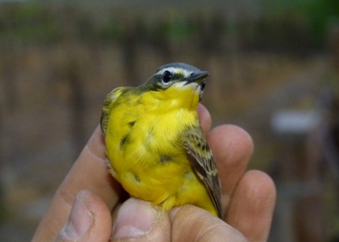 Passeggiata nell'area umida del PaludoSabato la liberazione di animali selvatici