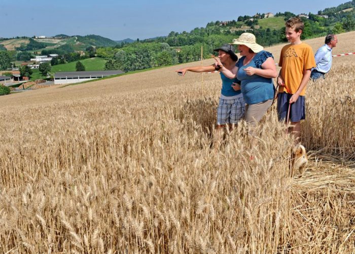 Pellegrinaggio di curiosi sul crop circle al Cavallo Grigio