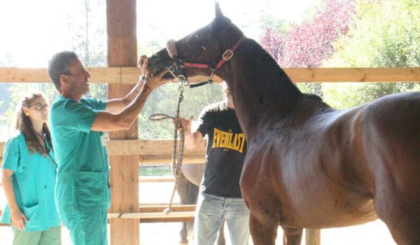 Per i purosangue iniziano le visite veterinarie