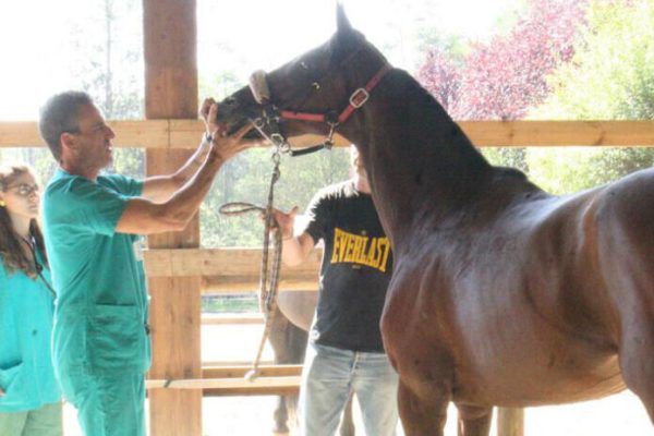 Per i purosangue iniziano le visite veterinarie