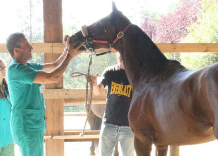Per i purosangue iniziano le visite veterinarie
