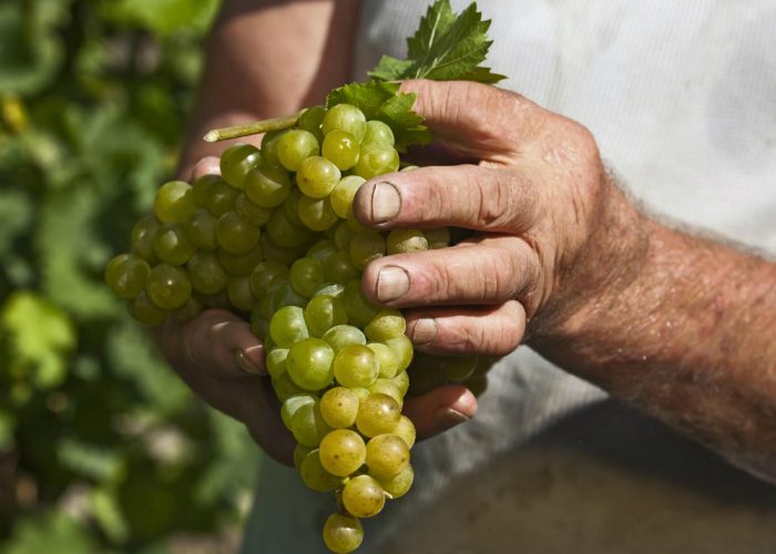 Per la vendemmia 160 euroa chi assume residenti senza lavoro