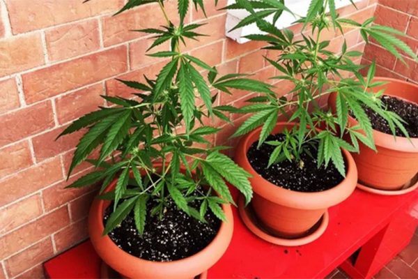 piantine-cannabis