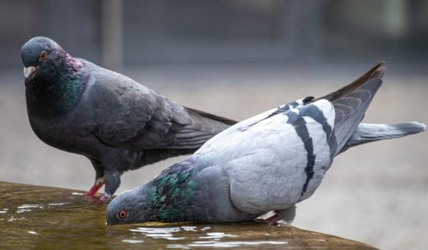piccioni e colombi