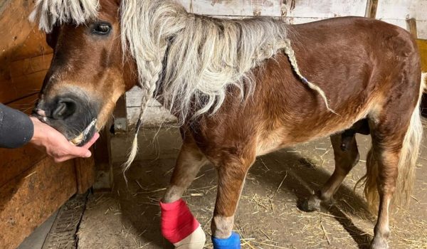 pony Carlo