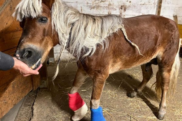pony Carlo