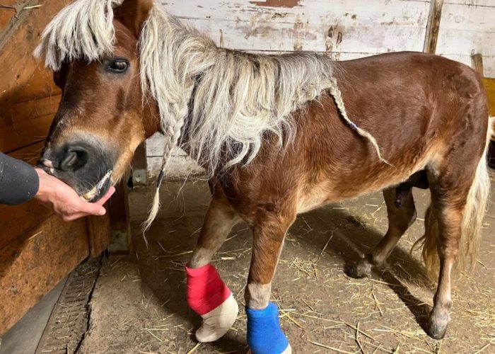 pony Carlo