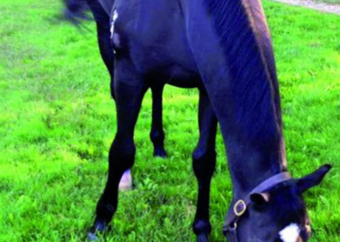 Procede il recupero de L'Inglese, purosangue amato da tutto il mondo del Palio