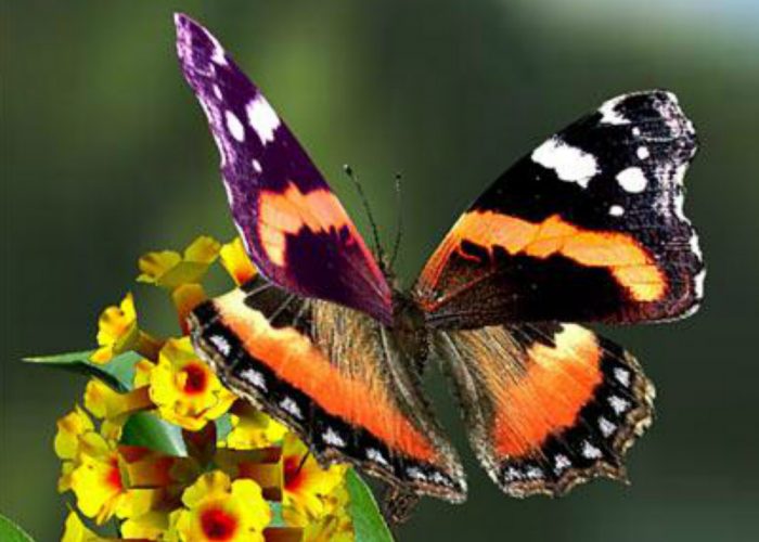 "Giornata delle farfalle" rimandata a domenica 22 giugno