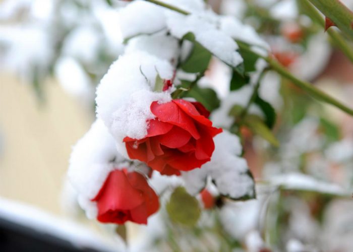 "La tua fotosotto la neve"Un albumdei lettori