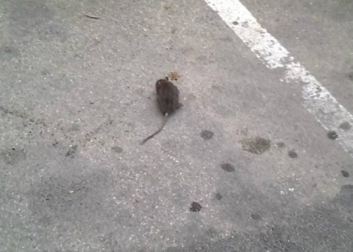 "Troppi ratti in via Porta Romana"