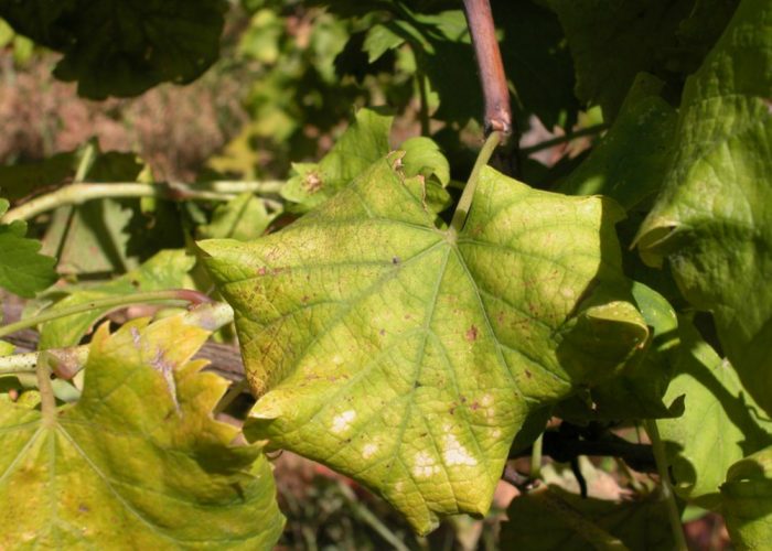 Ricerca e sperimentazionecontro la flavescenza dorata