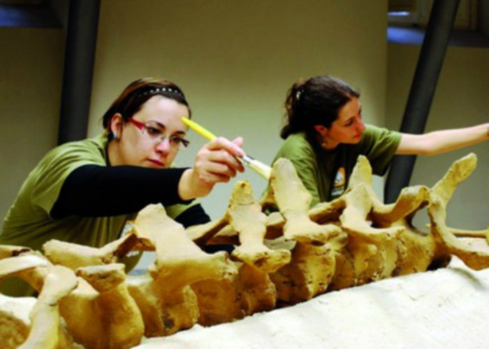 Riprendiamoci le nostre balene fossili