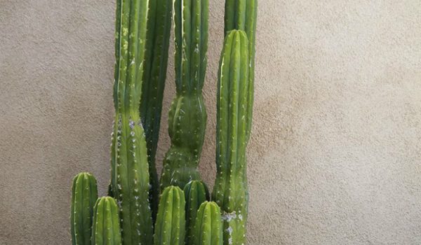 San Pedro, cactus magico e veloce