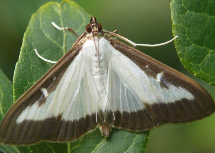 Segnalata ad Asti la farfalla notturnache stermina le siepi di bosso
