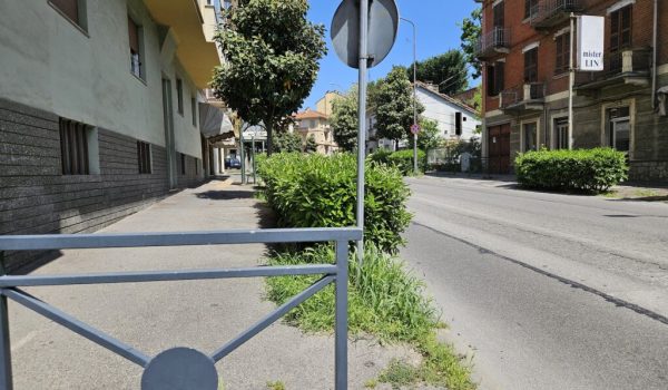 siepe viale partigiani