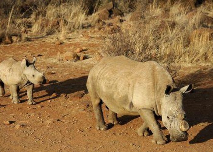 Sudafrica/ 40 anni di carcere a trafficante corni rinoceronte