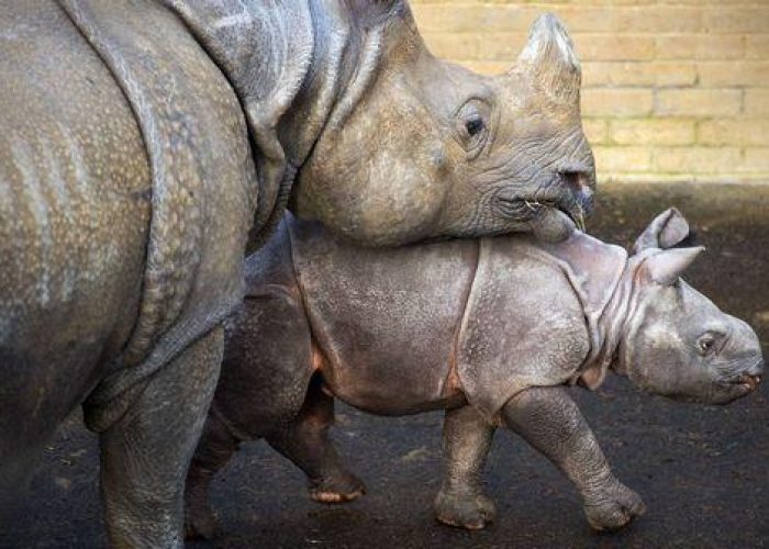 Sudafrica/ La strage continua, uccisi due rinoceronti al giorno