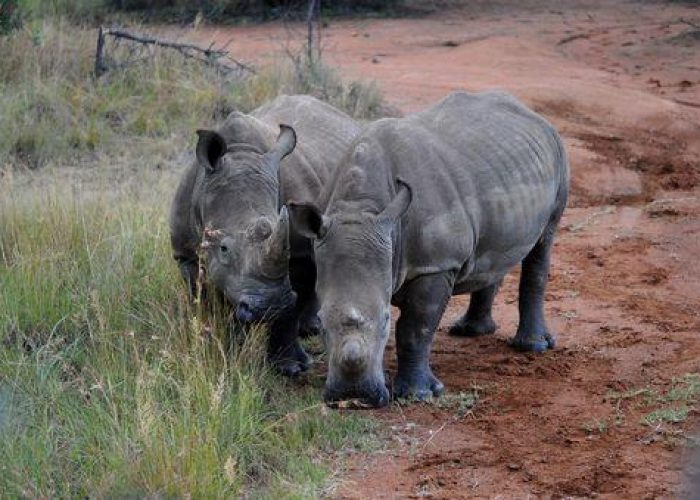 Sudafrica/ Salvare i rinoceronti con 30 droni di sorveglianza