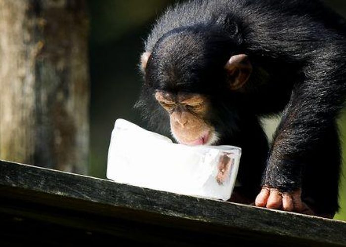 Sudafrica/ Trasmessa in diretta nascita scimpanze'