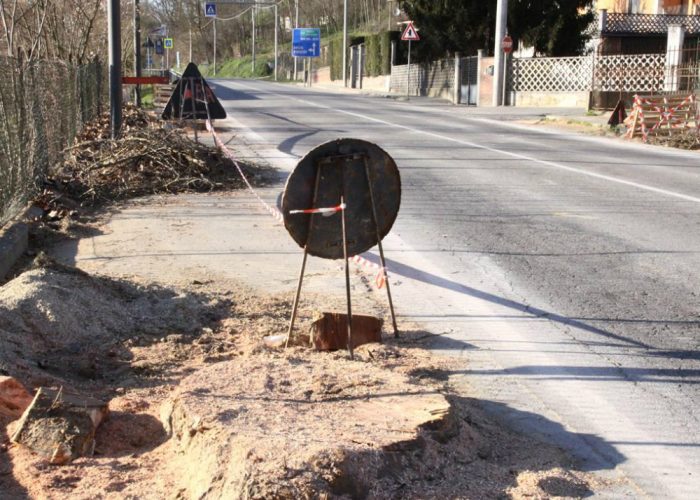 Tagliati i platani a Castello dAnnone«Abbattuti anche quelli sani»