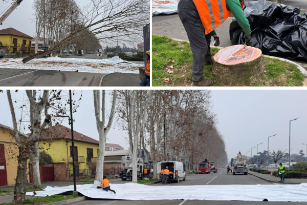 taglio degli alberi viale pilone