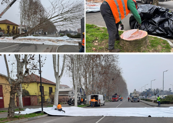 taglio degli alberi viale pilone