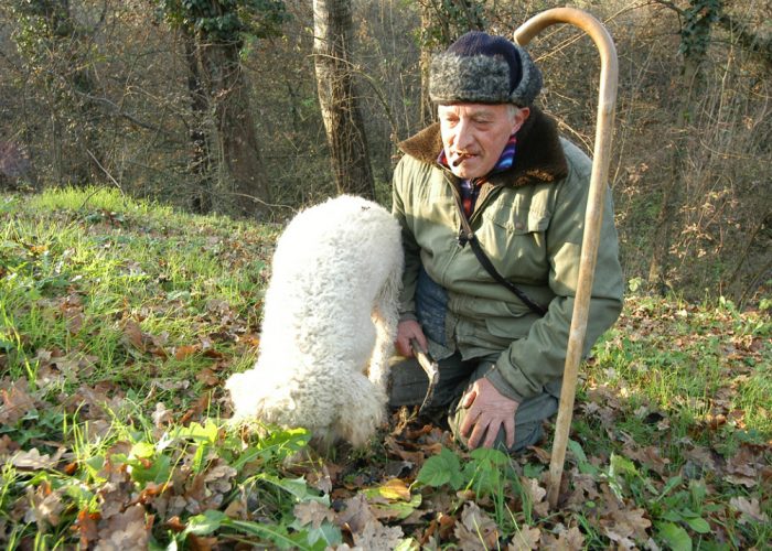 Tartufi, ancora pochi ed economiciPrezzi max a 50-60 euro l'etto