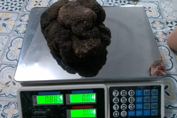 tartufo nero