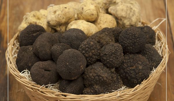 tartufo-nero-tartufo-bianco