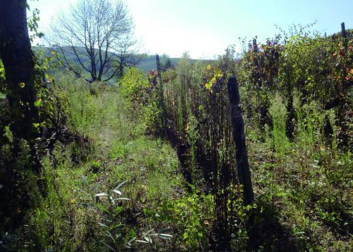 Un forum scientifico sulla flavescenza dorata