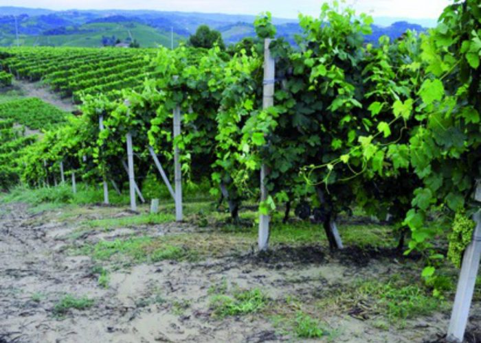 Unestate che è quasi autunnoSoffrono le vigne di Barbera e Croatina