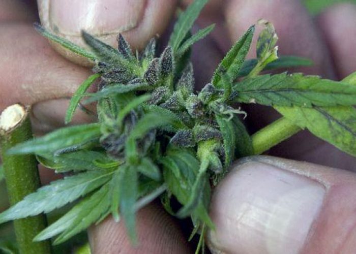 Usa 2012/ Marijuana, il Massachusetts dice 