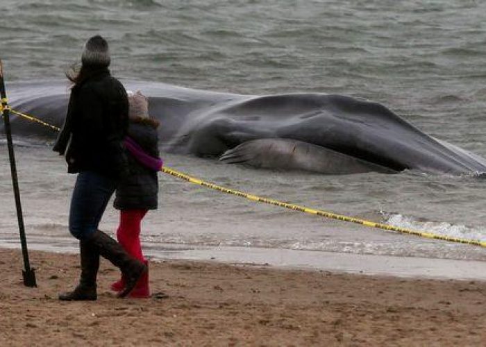 Usa/ New York, la balena spiaggiata a Queens è morta