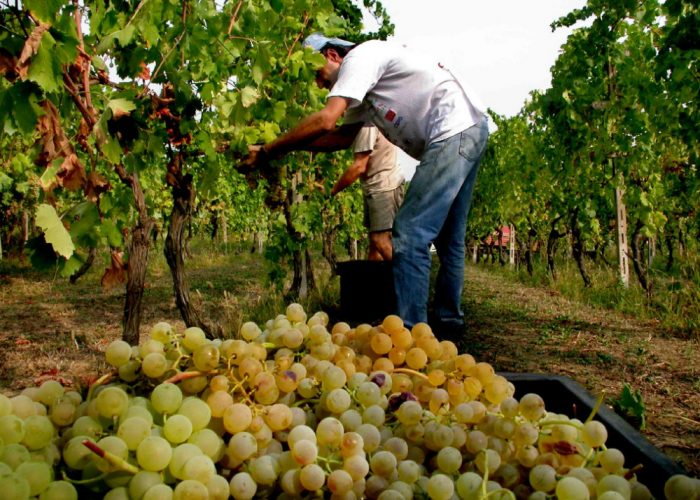 Vendemmia 2015 annata superlativacon grappoli da incorniciare