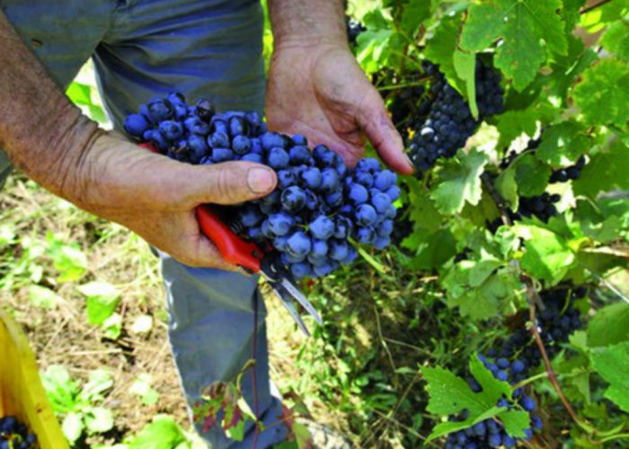 Vendemmia "nera"? Non esageriamoIn forse il primato di produzione