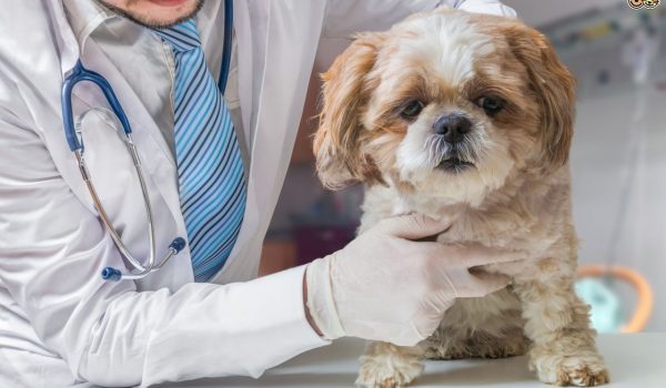 veterinary