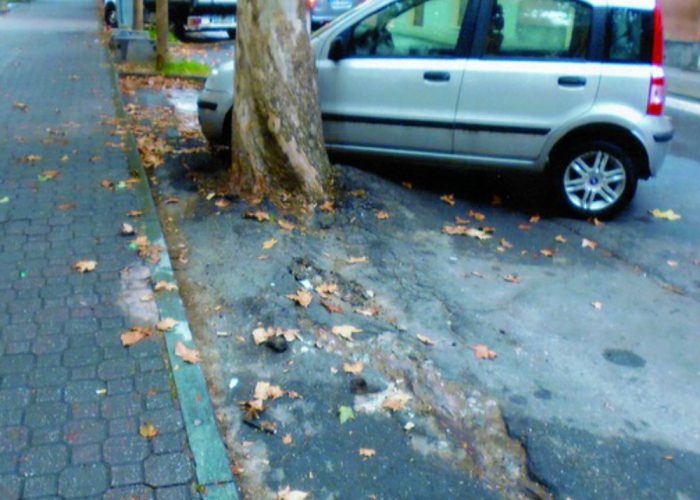 Viale Pilone, dito puntato sugli alberi«Le radici spaccano lasfalto»