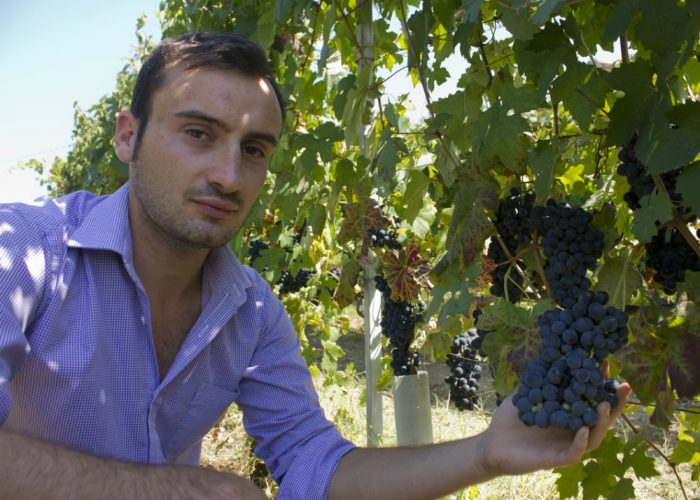 Vino, flavescenza dorata: occhio ai falsi miti